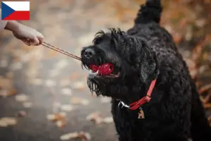 Read more about the article Russian Black Terrier breeder and puppies in Czech Republic