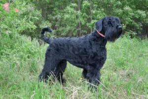 Read more about the article Russian Black Terrier breeder and puppies in Hovedstaden