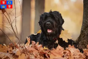 Read more about the article Russian Black Terrier breeder and puppies in Hradec Králové
