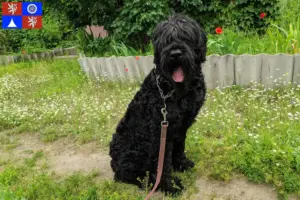 Read more about the article Russian Black Terrier breeder and puppies in Liberec