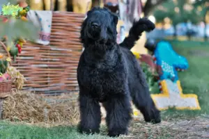 Read more about the article Russian Black Terrier breeder and puppies in Midtjylland