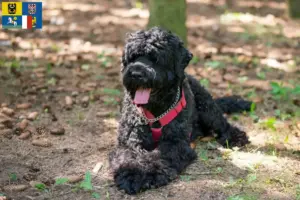 Read more about the article Russian Black Terrier breeder and puppies in Moravia-Silesia