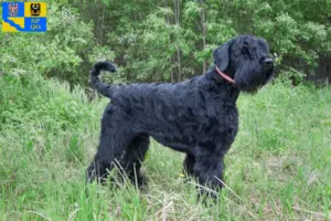Read more about the article Russian Black Terrier breeder and puppies in Olomouc