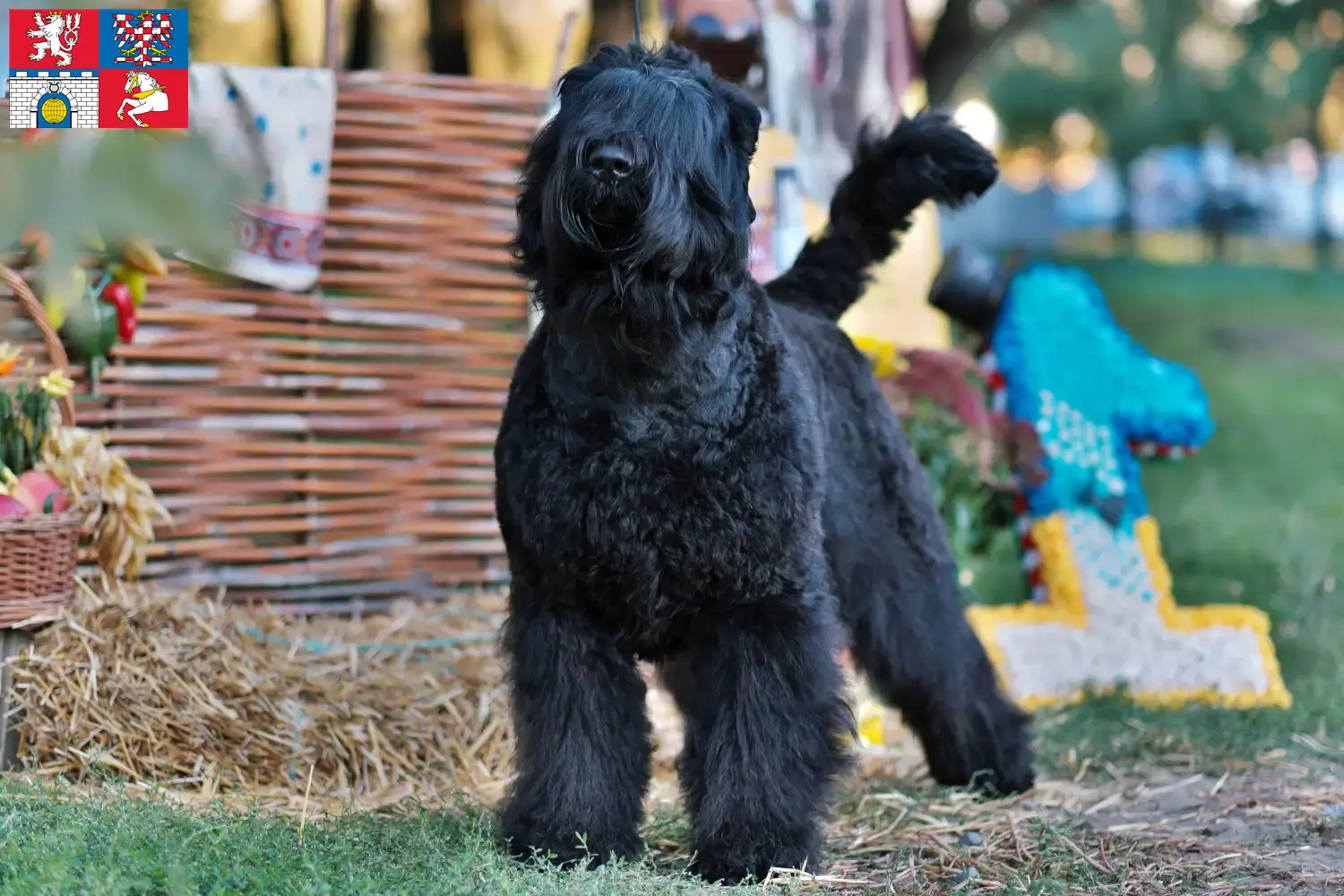 Russian Black Terrier puppies and breeders Pardubice Find Russian Black Terrier breeders in Pardubice here.