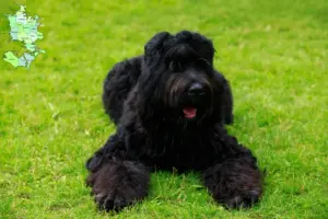 Read more about the article Russian Black Terrier breeder and puppies in Sjælland