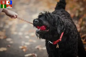 Read more about the article Russian Black Terrier breeder and puppies in South Bohemia