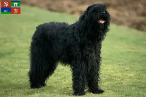 Read more about the article Russian Black Terrier breeder and puppies in Ústí