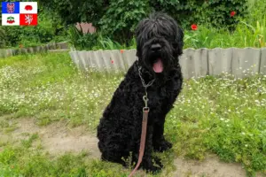 Read more about the article Russian Black Terrier breeder and puppies in Vysočina