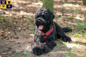 Read more about the article Russian Black Terrier breeder and puppies in Zlín