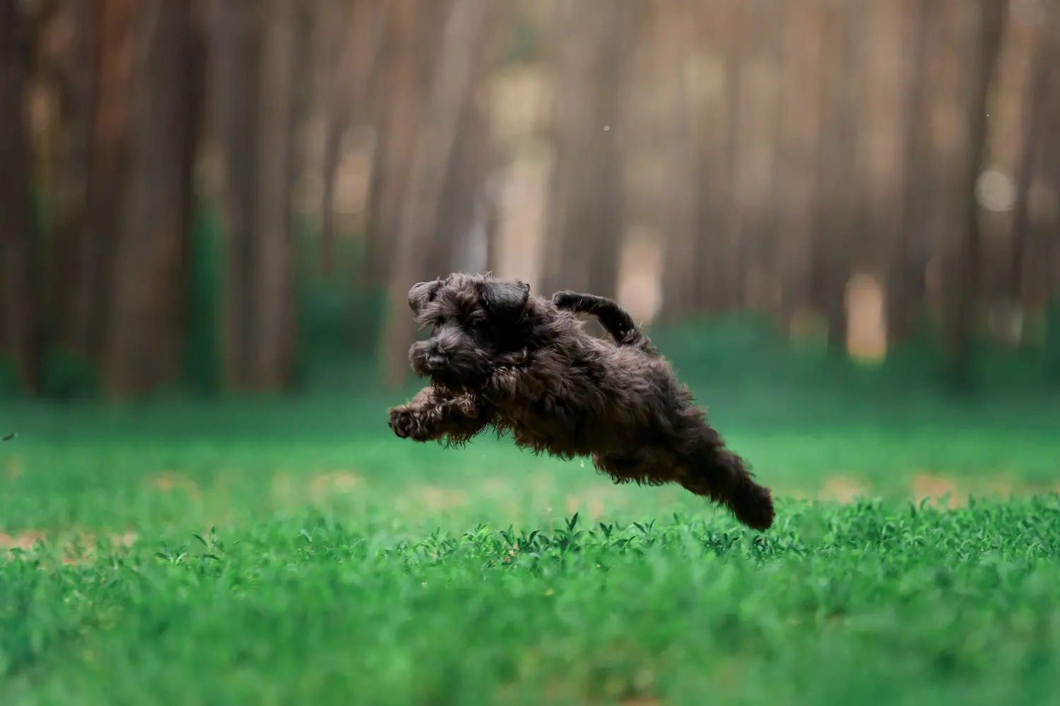 Buying a Russian Black Terrier puppy means taking responsibility! Buy Russian Black Terrier puppies.