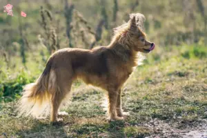 Read more about the article Russkiy Toy breeders and puppies in Hovedstaden