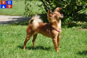 Read more about the article Russkiy Toy breeders and puppies in Liberec