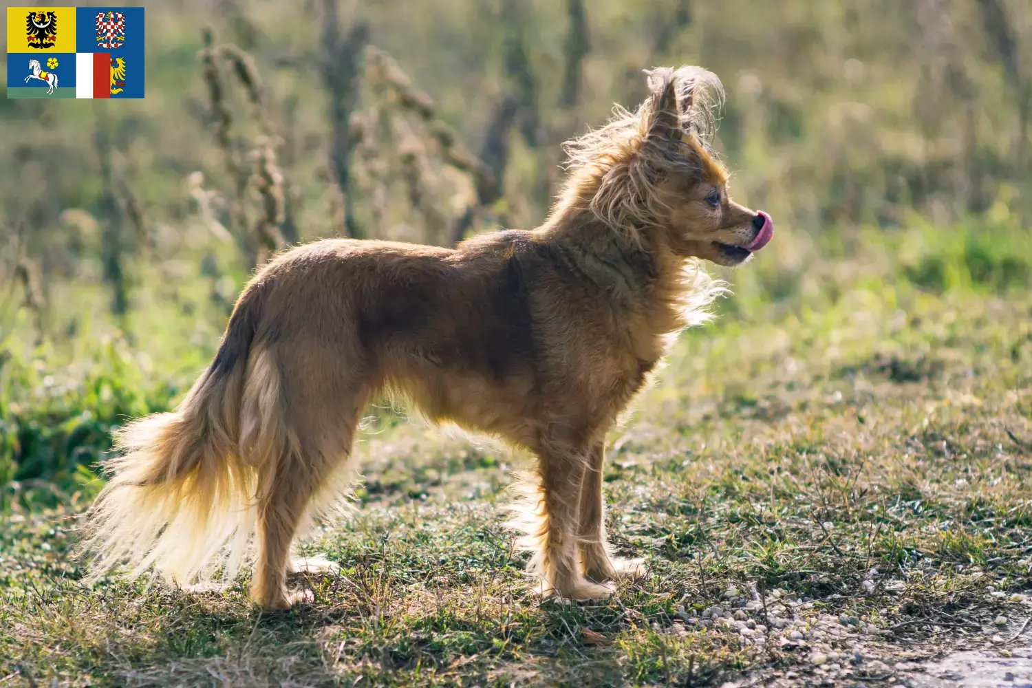 Russkiy Toy puppies and breeders Moravia-Silesia Here you can find Russkiy Toys breeders in Moravia-Silesia.