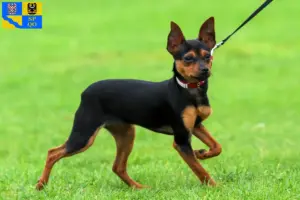 Read more about the article Russkiy Toy breeders and puppies in Olomouc