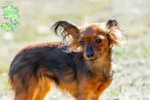 Read more about the article Russkiy Toy breeders and puppies in Sjælland