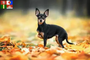 Read more about the article Russkiy Toy breeders and puppies in South Bohemia