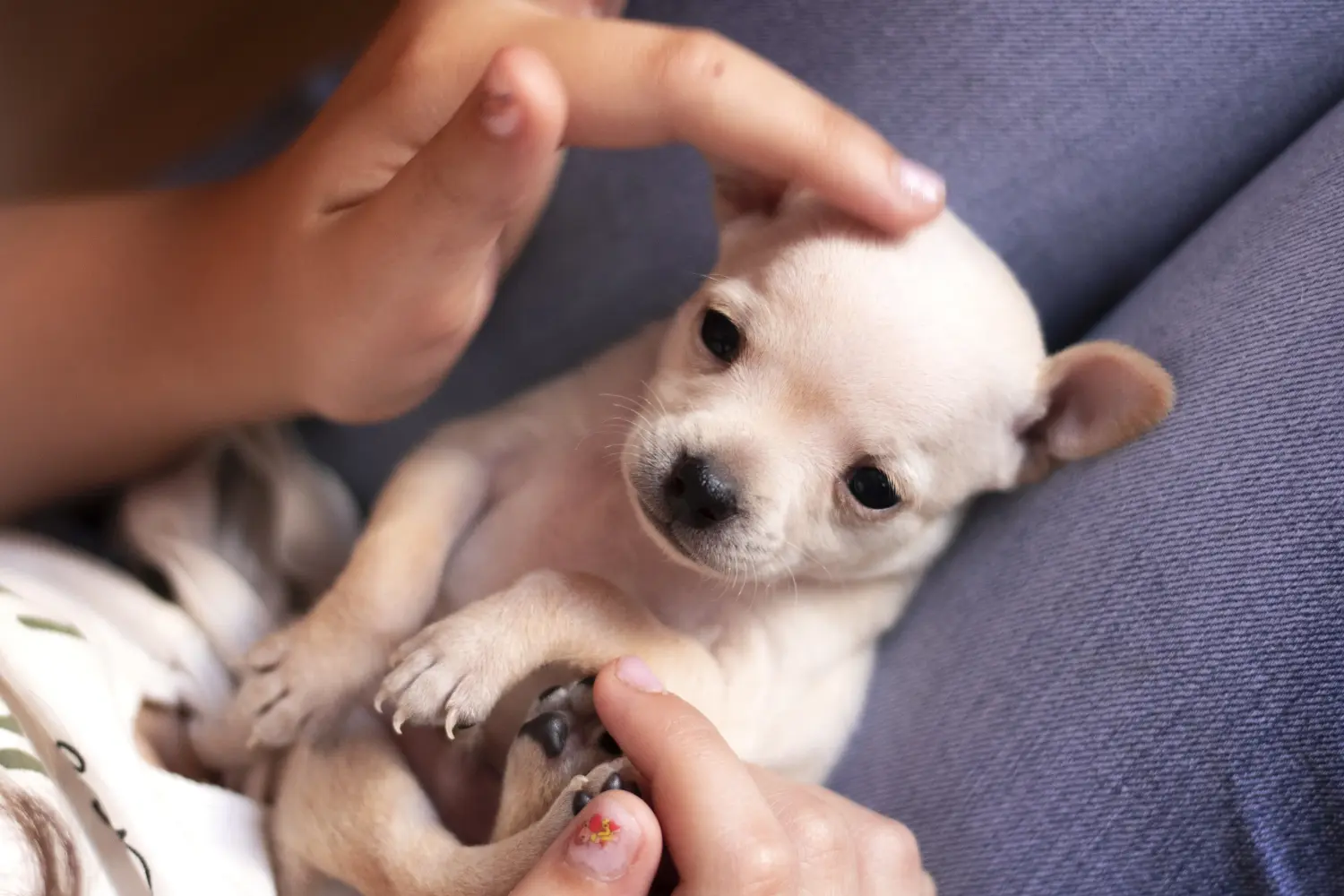 Buying a Russkiy Toy puppy means taking responsibility! Buy Russkiy Toy puppies.