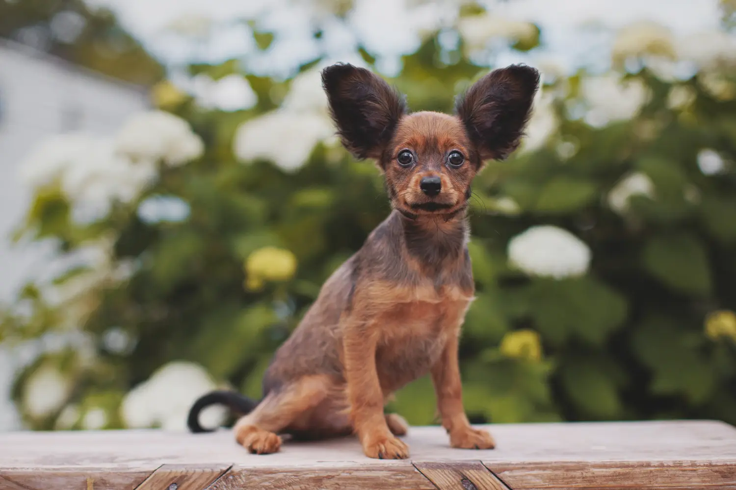 Buying a Russkiy Toy puppy means taking responsibility! Buy Russkiy Toy puppies.
