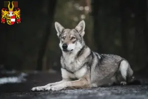 Read more about the article Saarloos wolfdog breeders and puppies in Carinthia