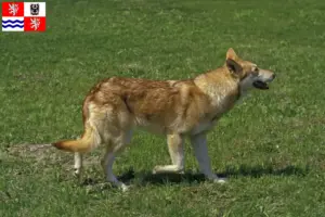Read more about the article Saarloos wolfdog breeders and puppies in Central Bohemia