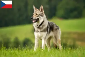 Read more about the article Saarloos wolfdog breeders and puppies in the Czech Republic