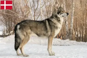 Read more about the article Saarloos wolfdog breeders and puppies in Denmark