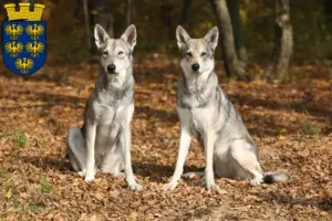 Read more about the article Saarloos Wolfdog breeders and puppies in Lower Austria