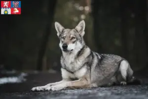 Read more about the article Saarloos wolfdog breeders and puppies in Pardubice