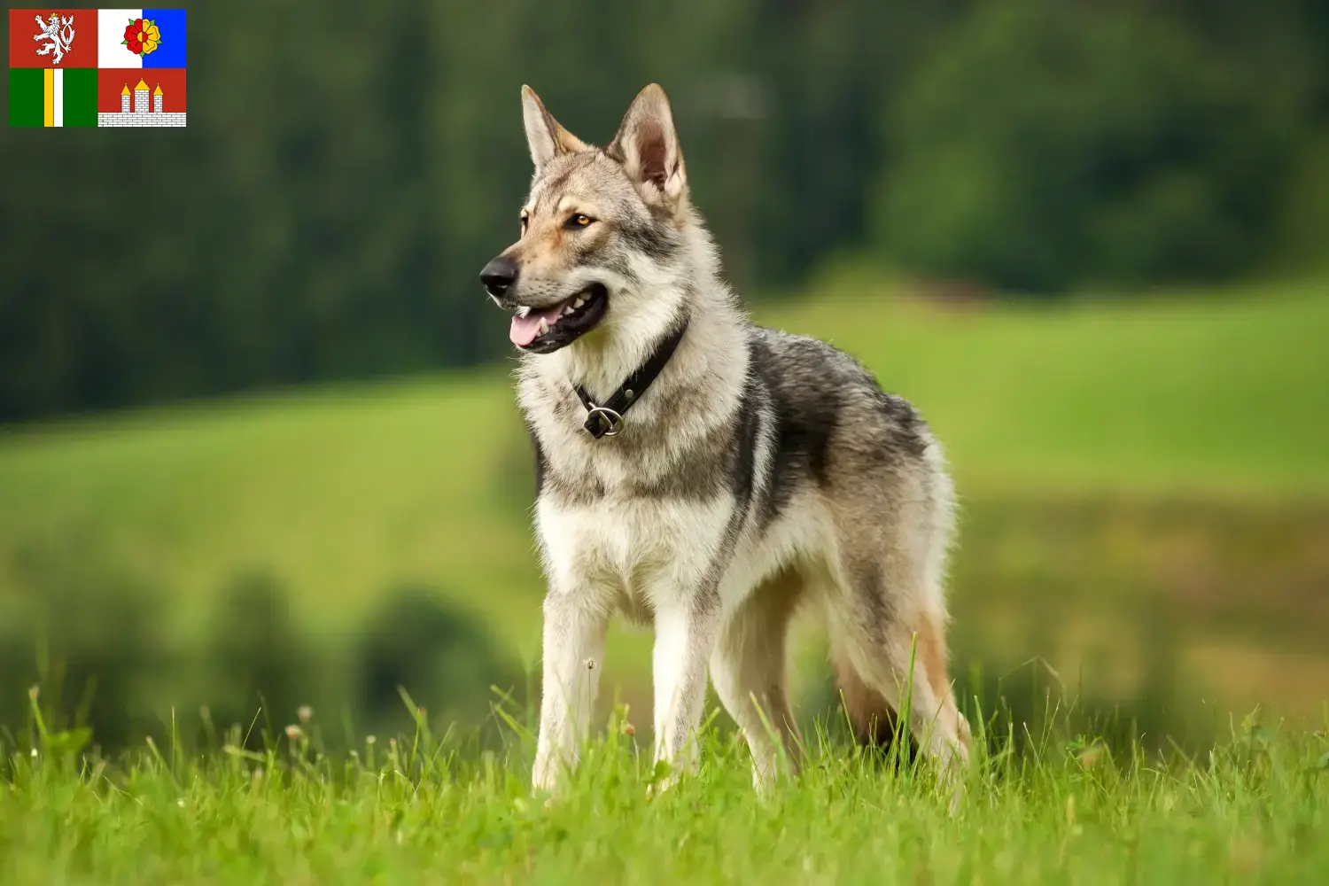 Read more about the article Saarloos wolfdog breeders and puppies in South Bohemia