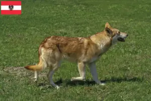 Read more about the article Saarloos Wolfdog breeders and puppies in Austria