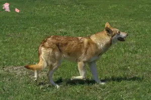 Read more about the article Saarloos wolfdog breeders and puppies in Hovedstaden