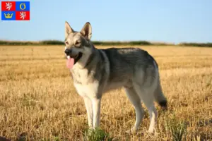 Read more about the article Saarloos wolfhound breeders and puppies in Hradec Králové