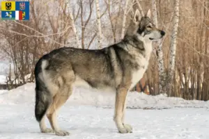 Read more about the article Saarloos wolfdog breeders and puppies in Moravia-Silesia