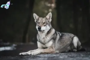 Read more about the article Saarloos wolfhound breeders and puppies in North Jutland