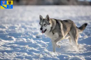Read more about the article Saarloos wolfdog breeders and puppies in Olomouc