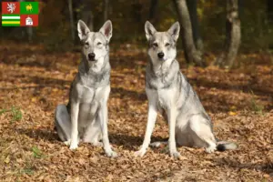 Read more about the article Saarloos wolfdog breeders and puppies in Pilsen