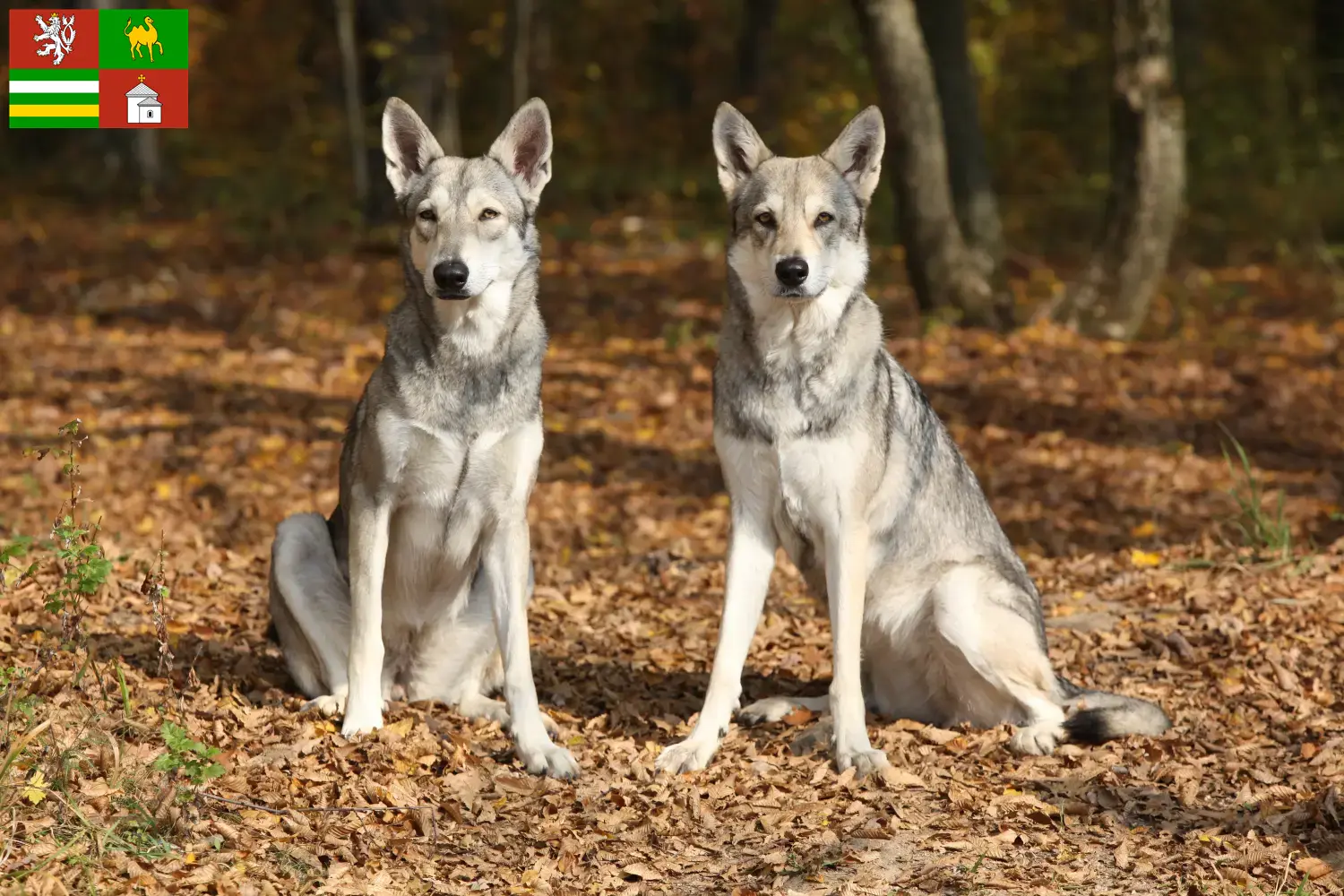 Read more about the article Saarloos wolfdog breeders and puppies in Pilsen