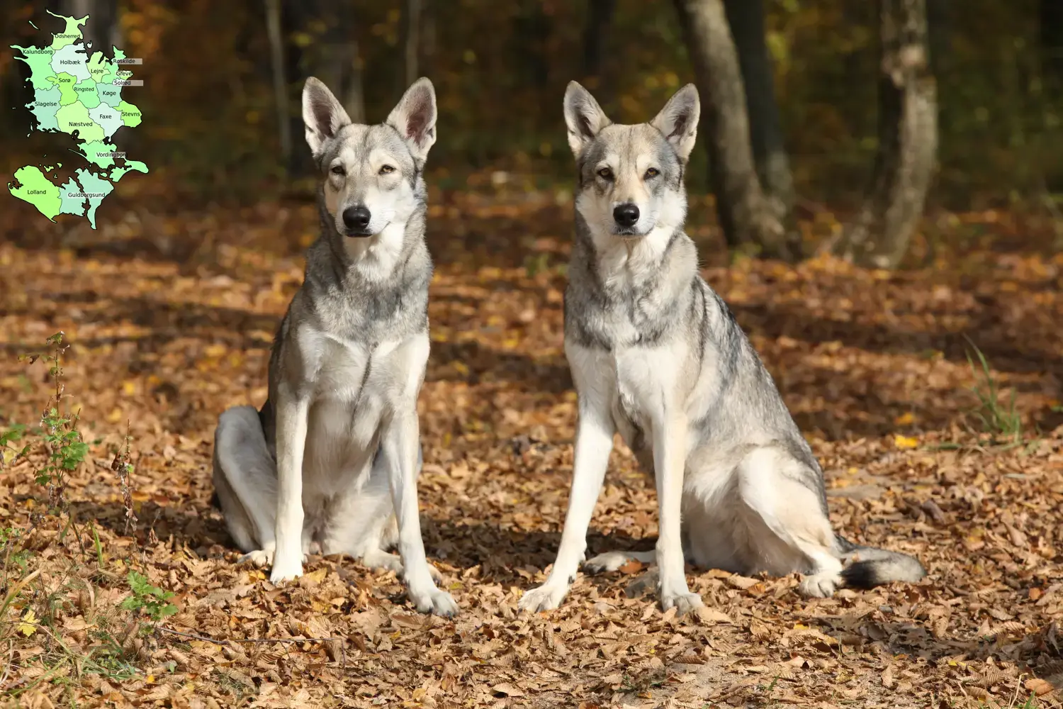 Read more about the article Saarloos wolfhound breeders and puppies in Sjælland
