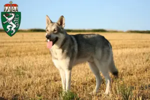 Read more about the article Saarloos wolfhound breeders and puppies in Styria