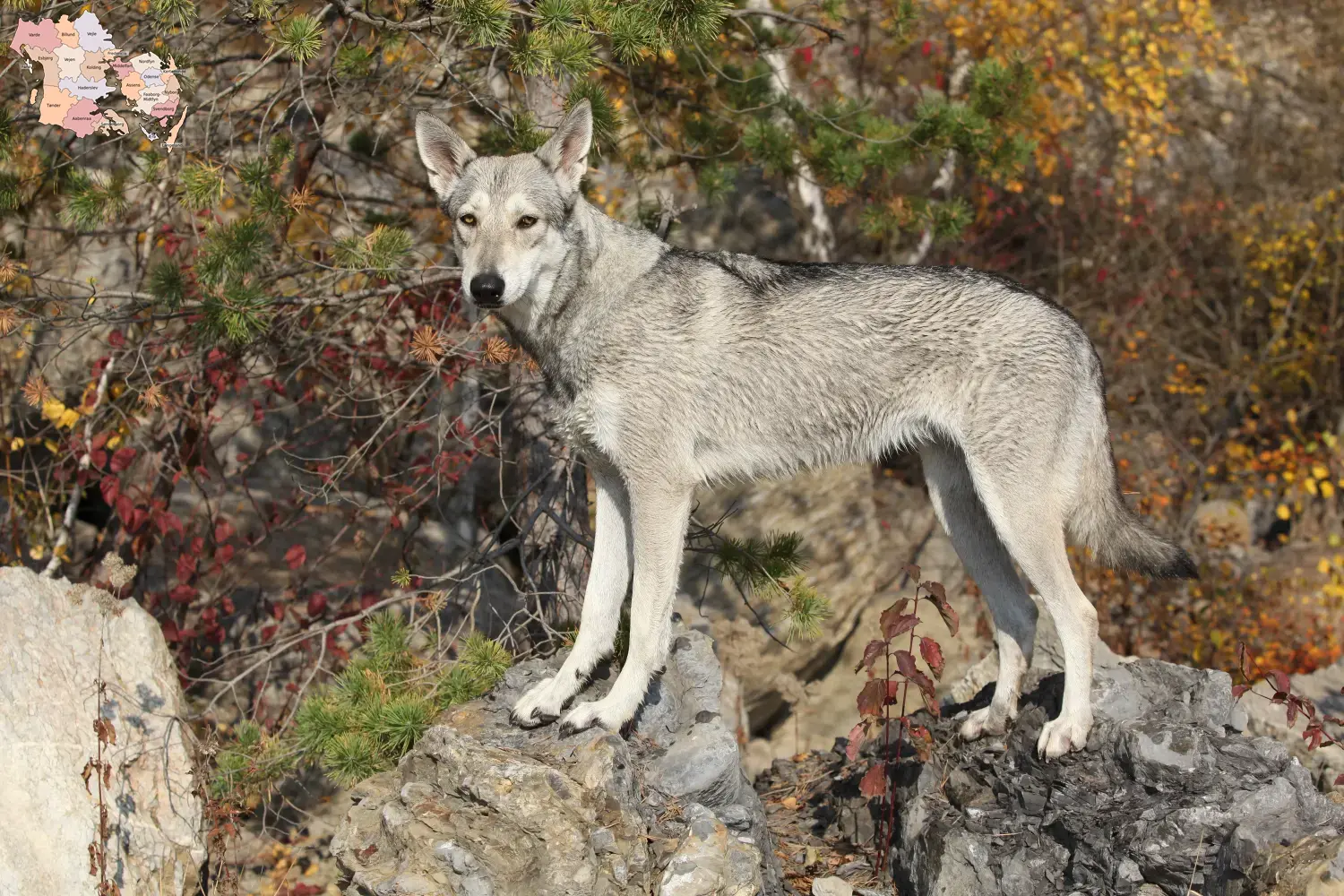 Read more about the article Saarloos wolfdog breeders and puppies in Syddanmark