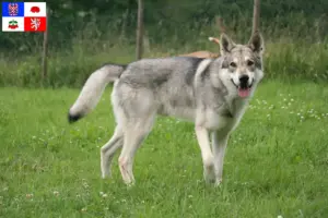 Read more about the article Saarloos wolfdog breeders and puppies in Vysočina