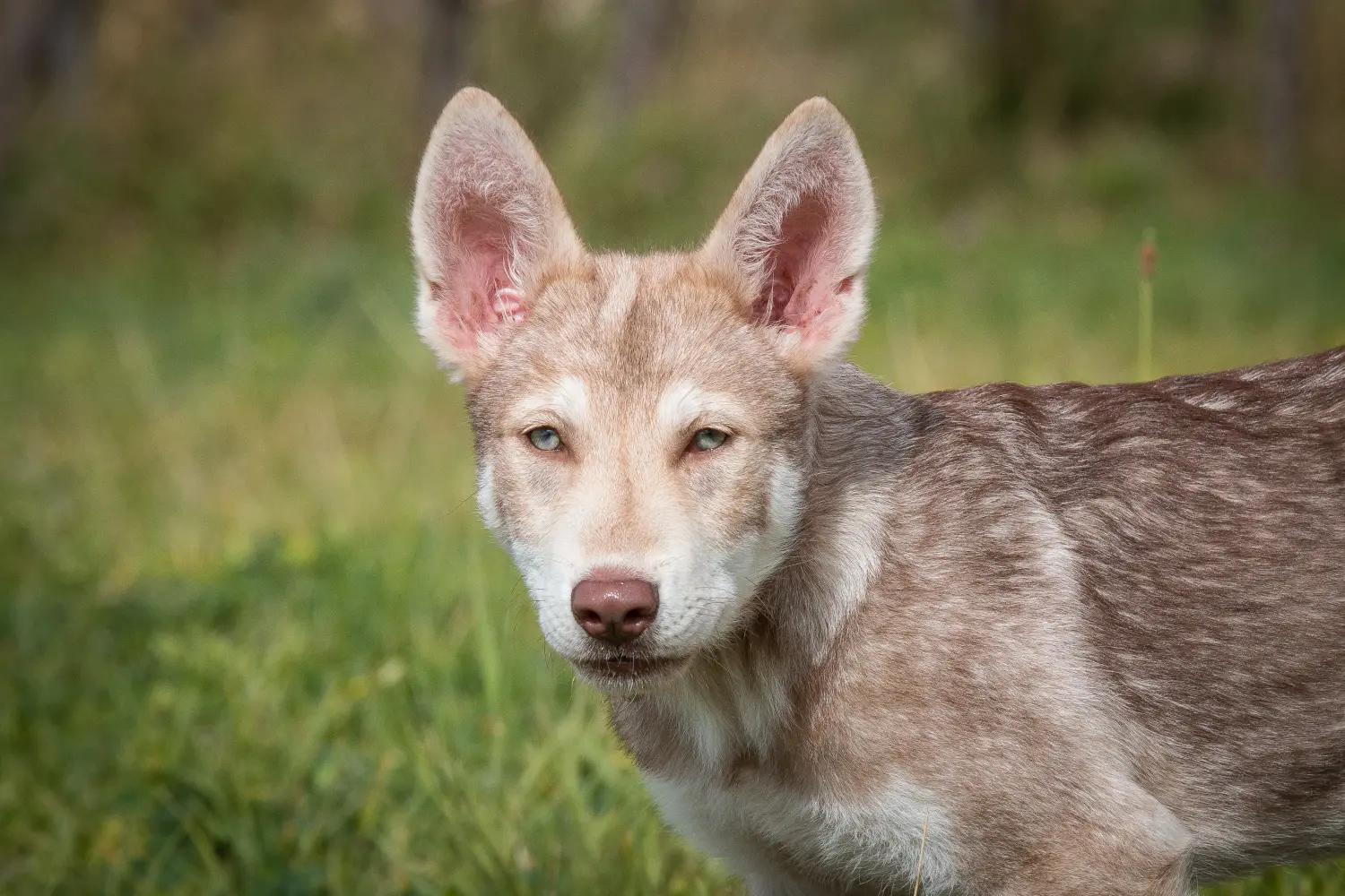 Buying a Saarloos wolfhound puppy means taking responsibility! Buy Saarloos wolfhound puppies.
