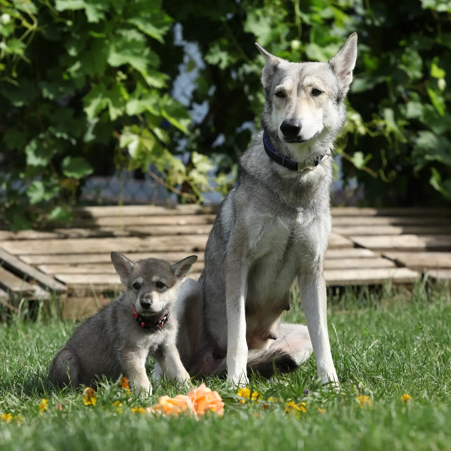 Buying a Saarloos wolfhound puppy means taking responsibility! Buy Saarloos wolfhound puppies.