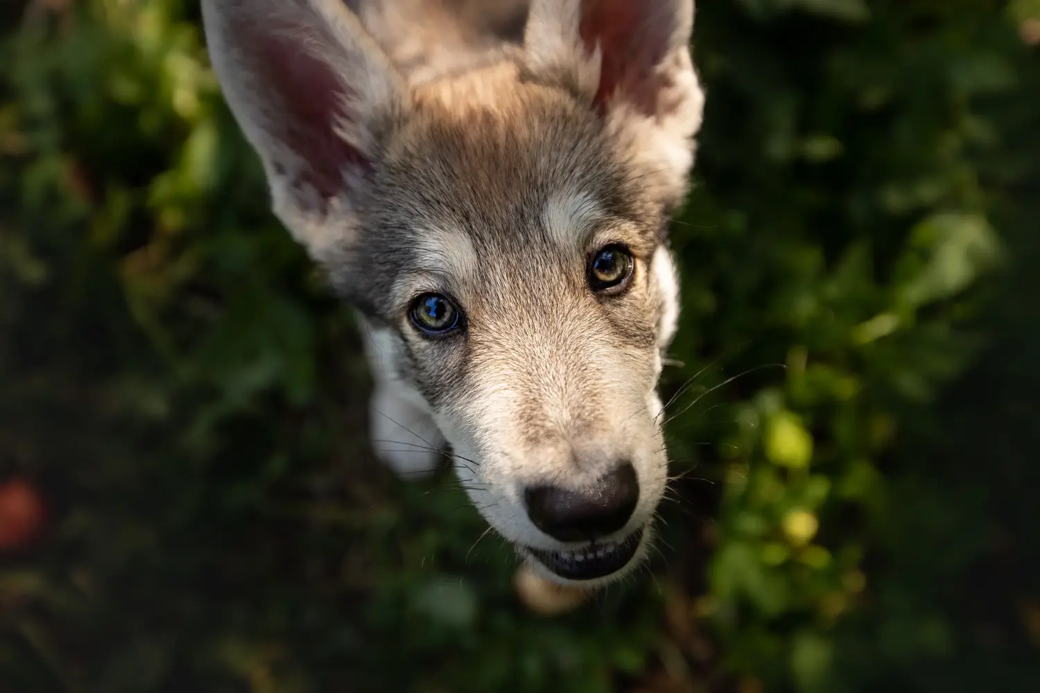 Buying a Saarloos wolfhound puppy means taking responsibility! Buy Saarloos wolfhound puppies.