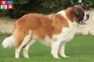 Read more about the article Saint Bernard breeders and puppies in Pardubice