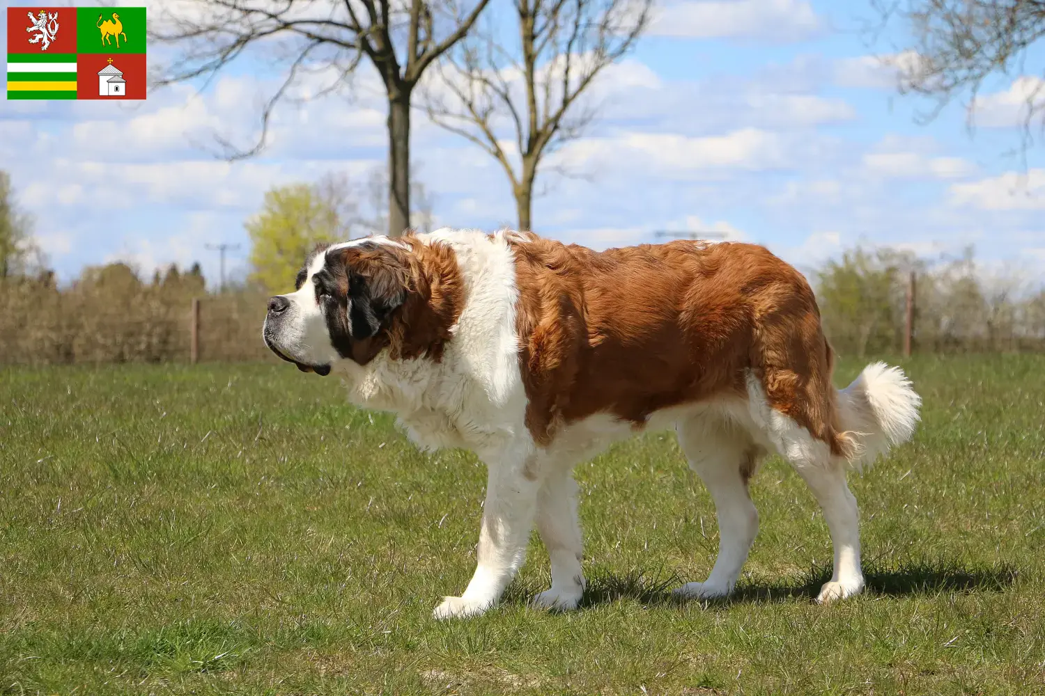 Saint Bernard puppies and breeders Pilsen Here you can find Saint Bernard breeders in Pilsen.