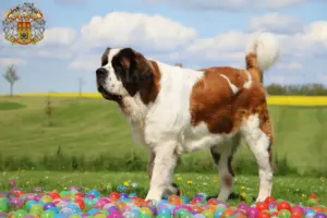 Read more about the article Saint Bernard breeders and puppies in Prague