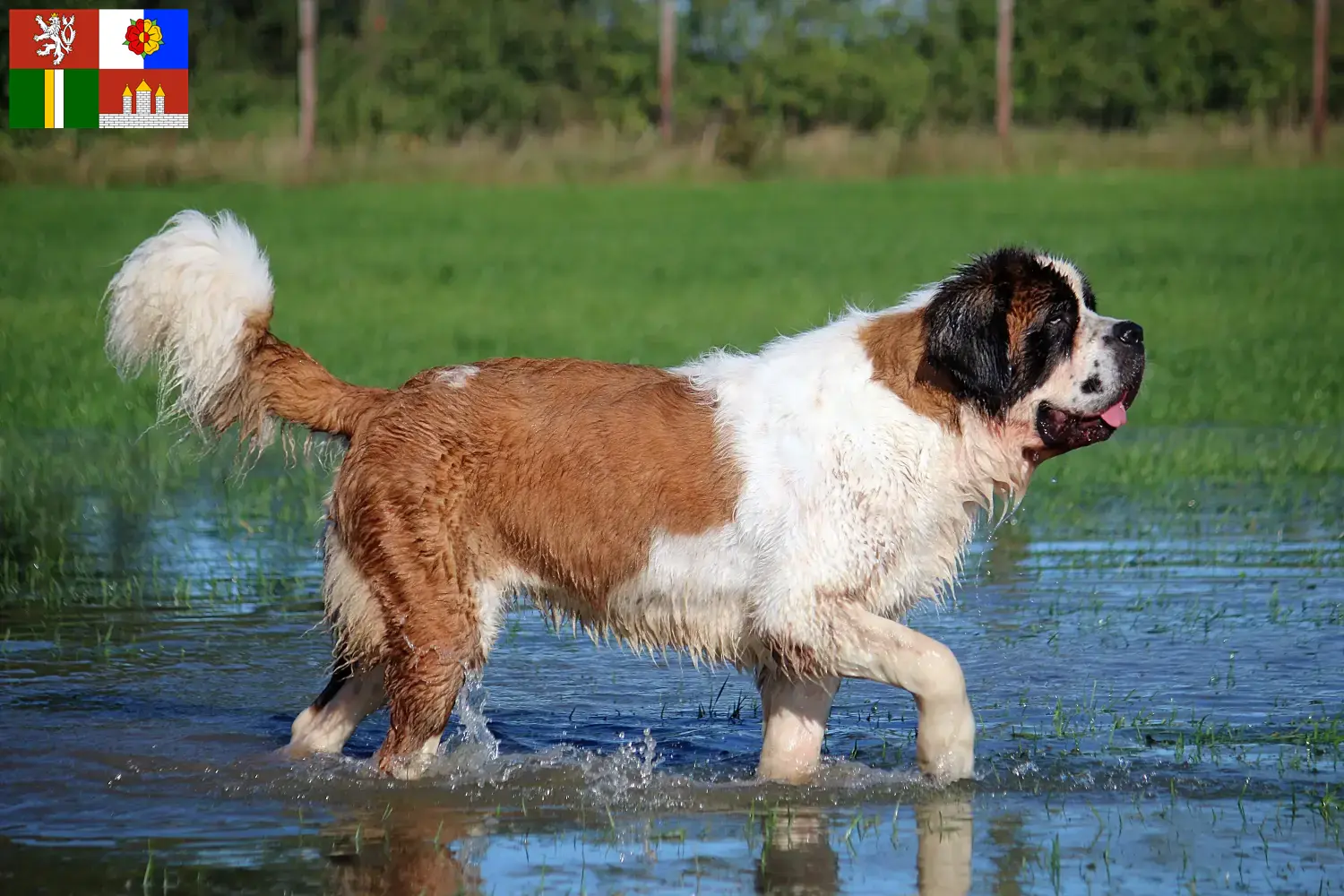 Read more about the article St. Bernard breeders and puppies in South Bohemia