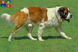 Read more about the article Saint Bernard breeders and puppies in Ústí