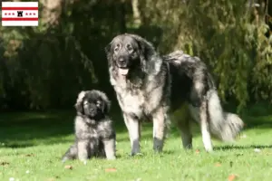 Read more about the article Šarplaninac breeders and puppies in Drenthe